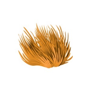 Orange Maidens Hair